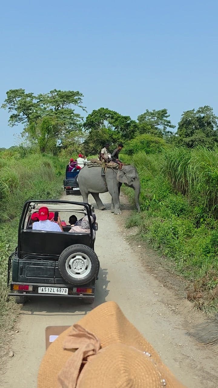 Jeep safari passing an elephant in Assam
