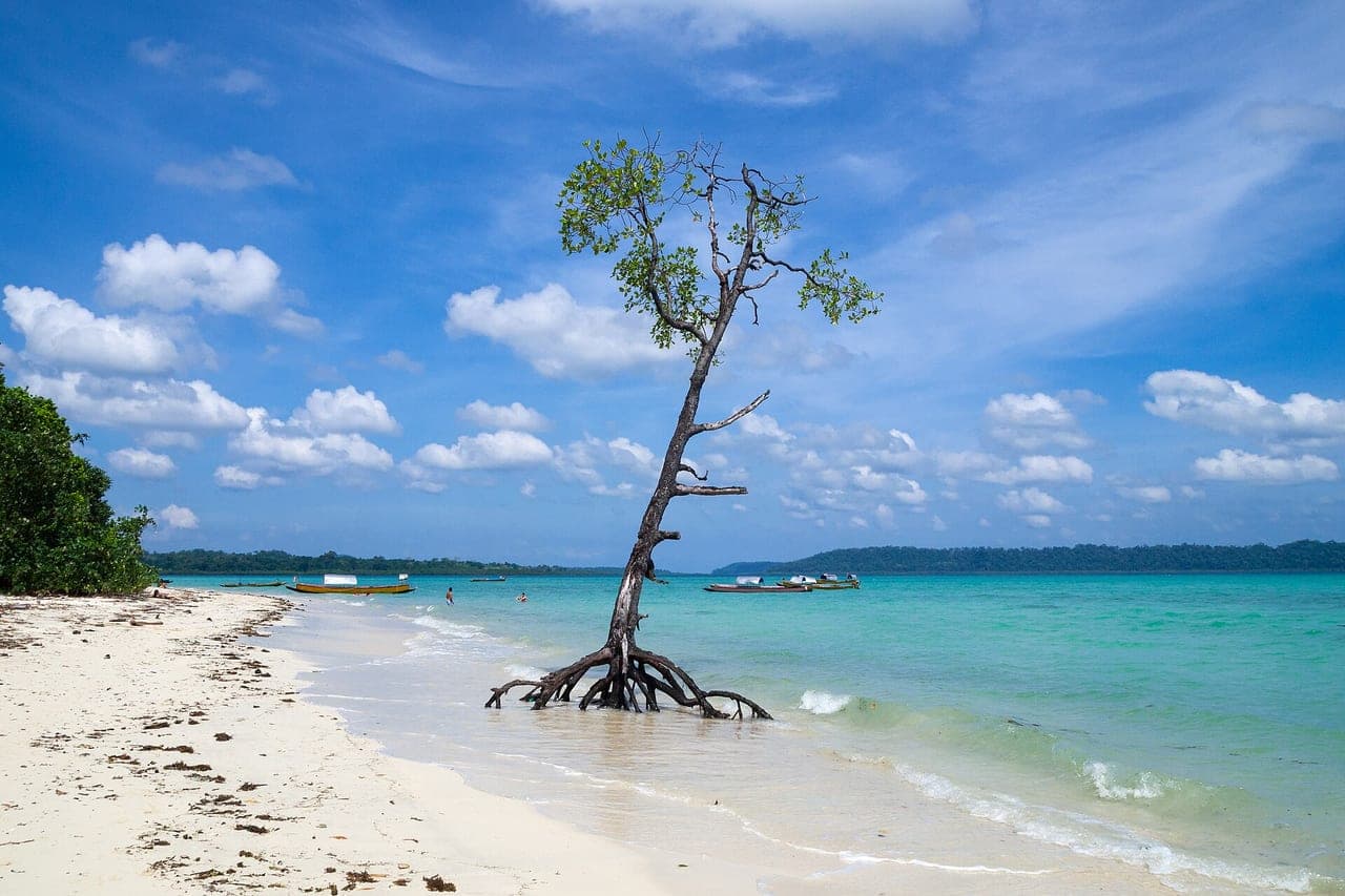 Mangrove tree in turquoise water, Havelock Island