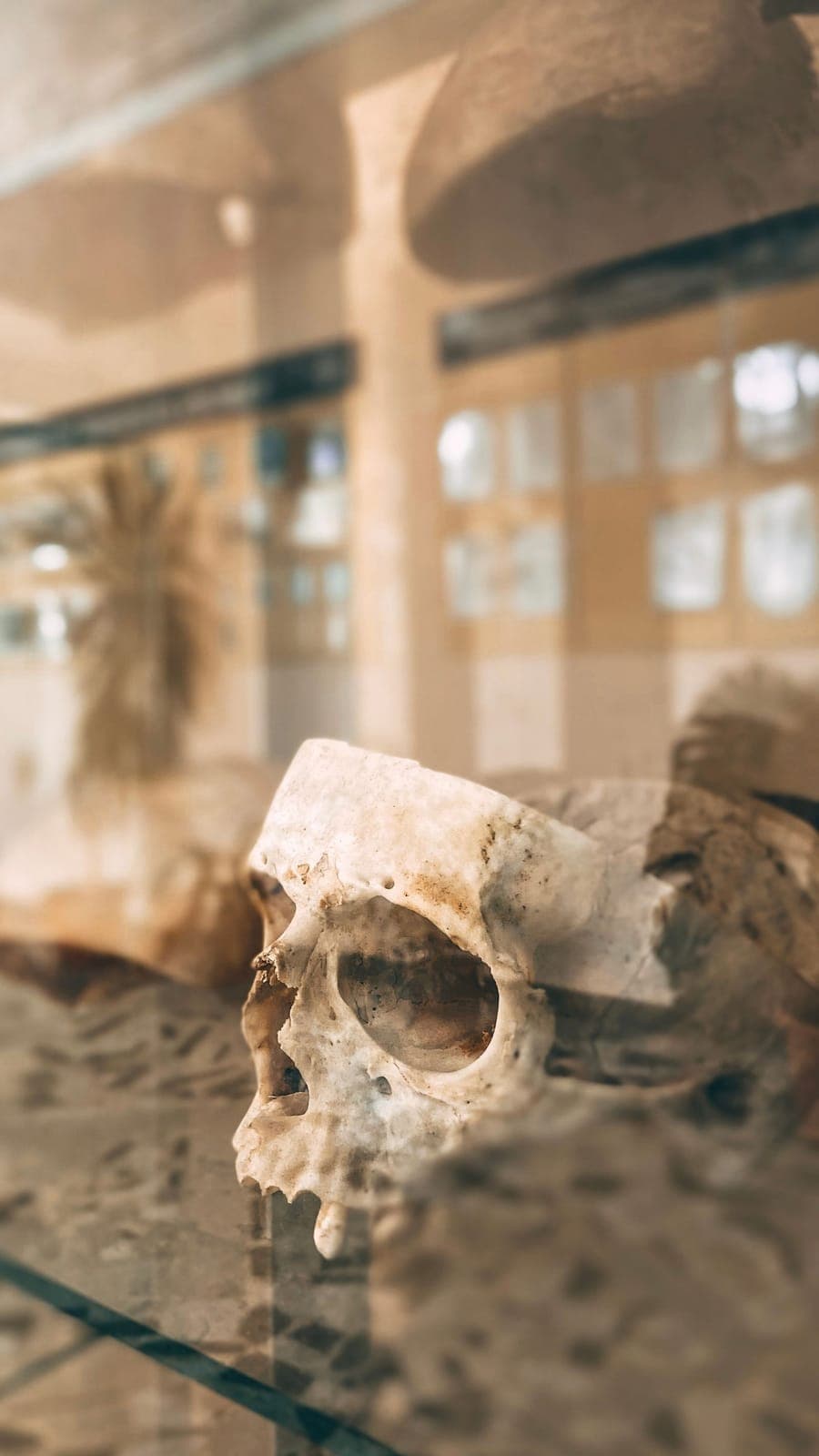 Anthropological Museum