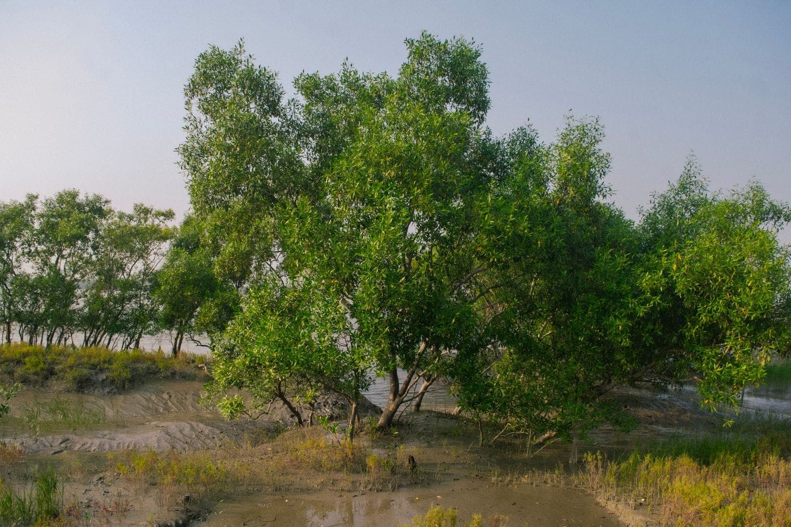 Baratang Island