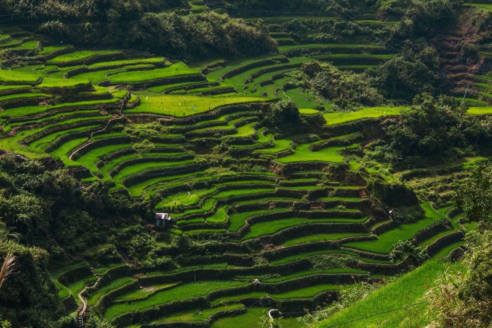 Bali Rice Terrace