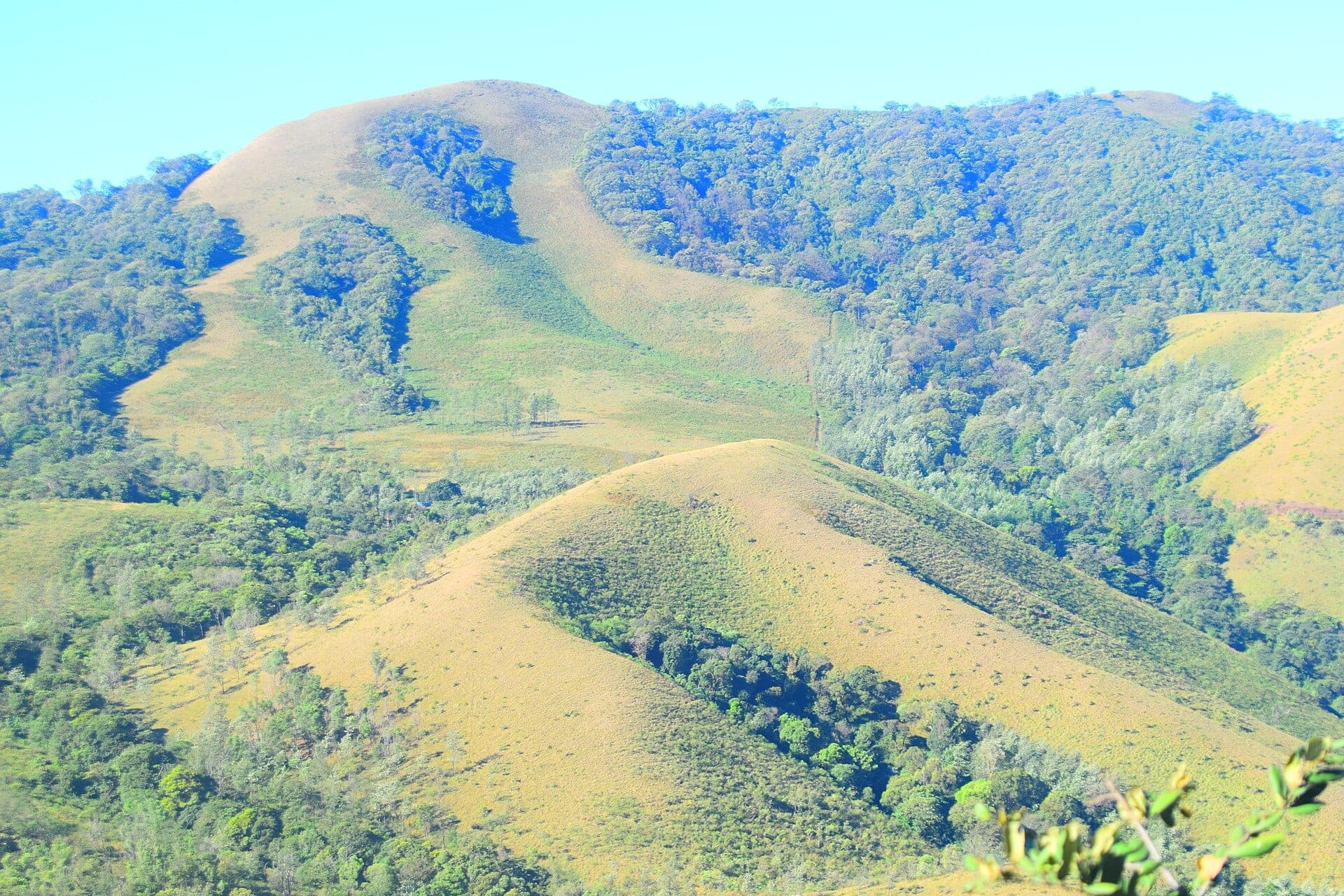 Rolling grassy hills of the Chikmagalur Western Ghats