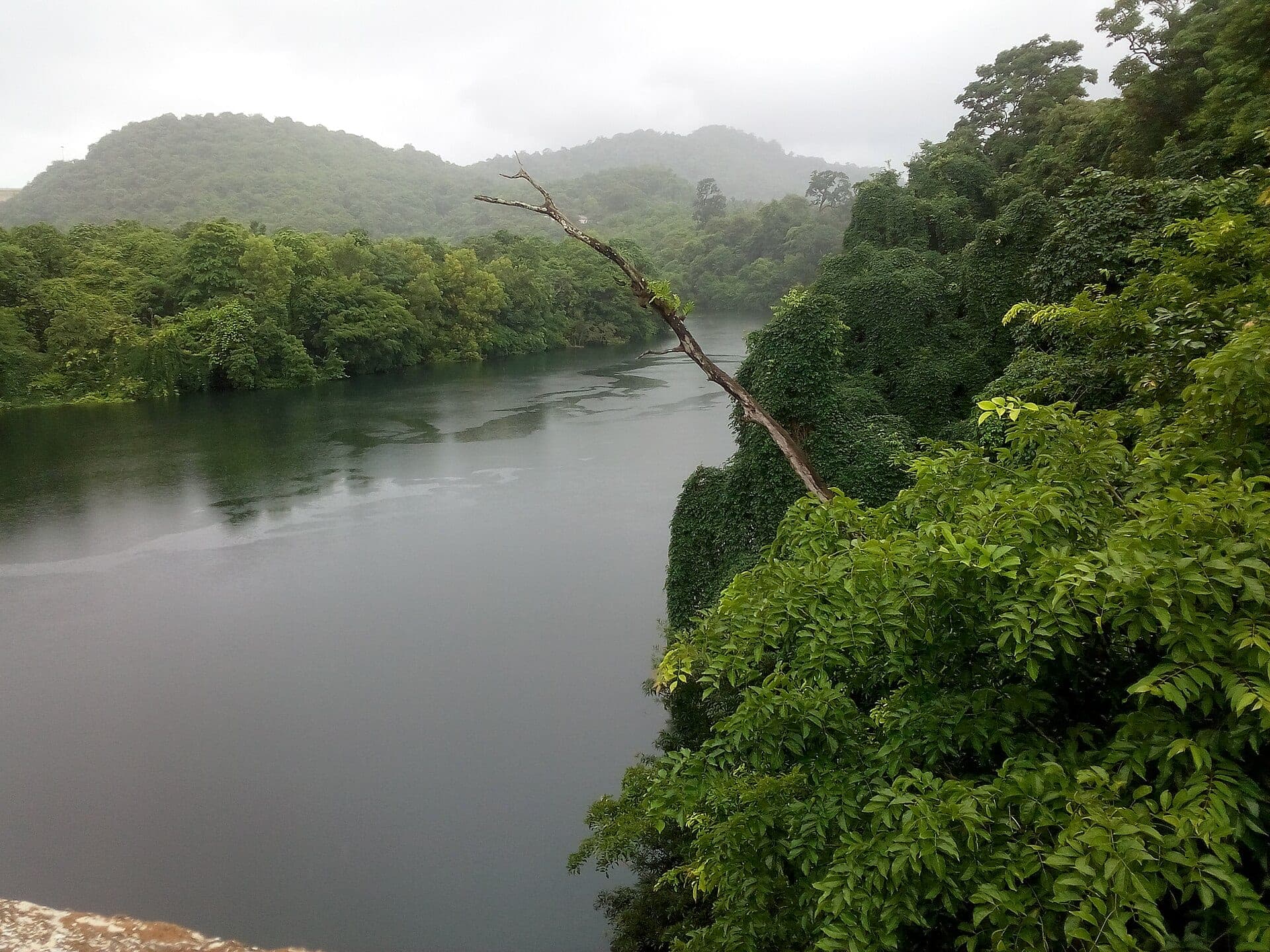 Forest-lined Kali River, Dandeli