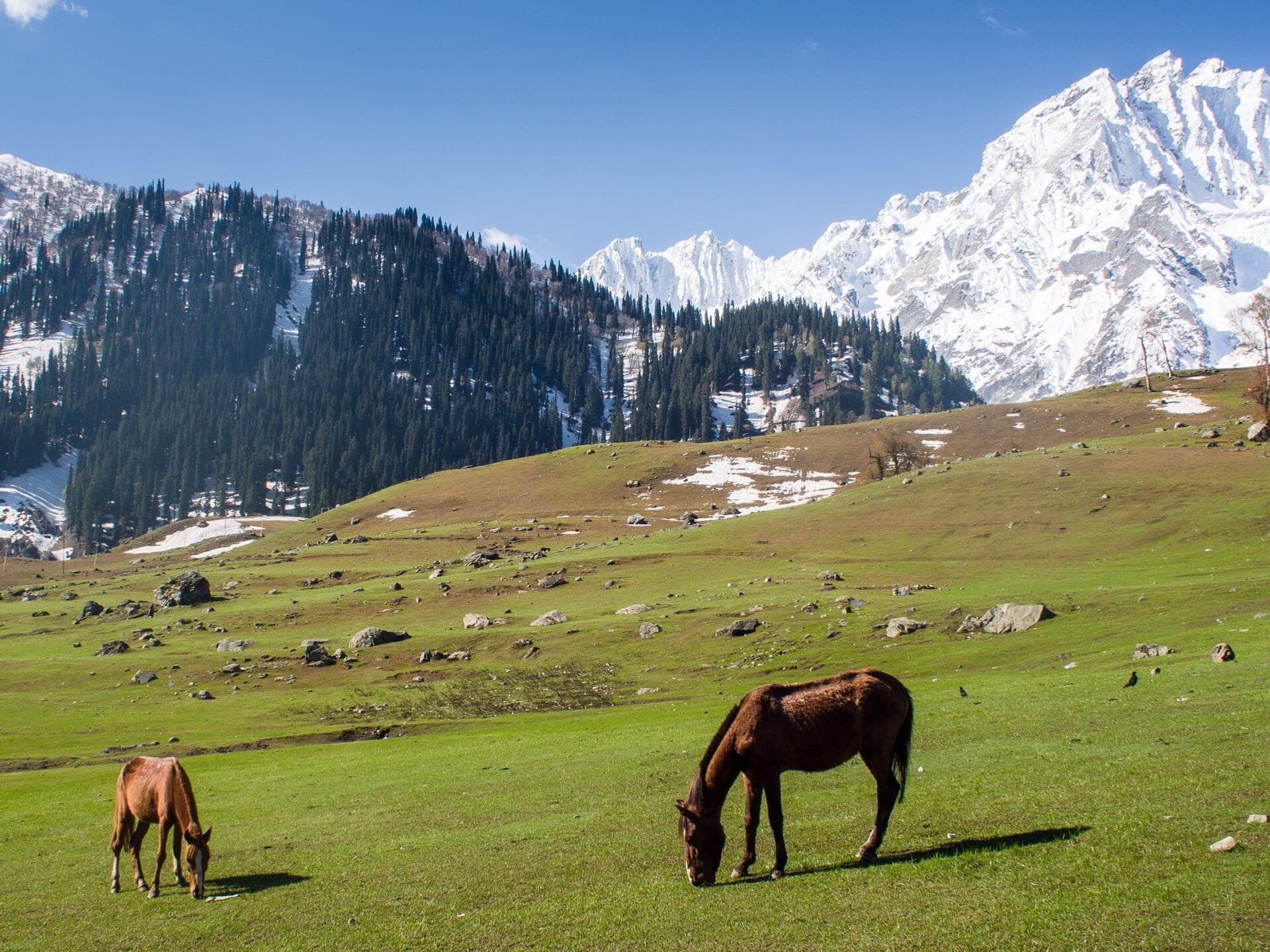 Meadows and snow peaks of Sonamarg