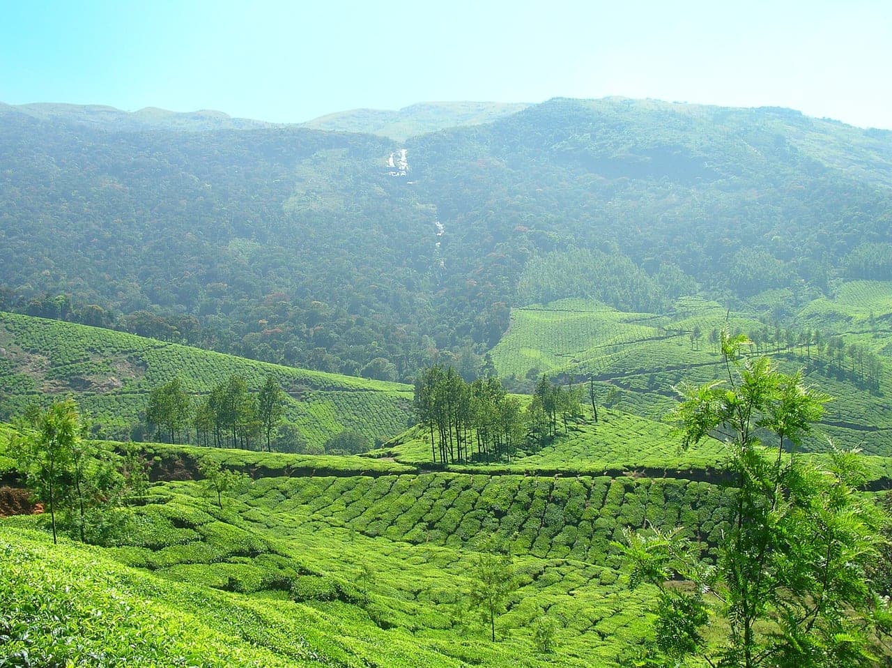 Tea plantations of Munnar