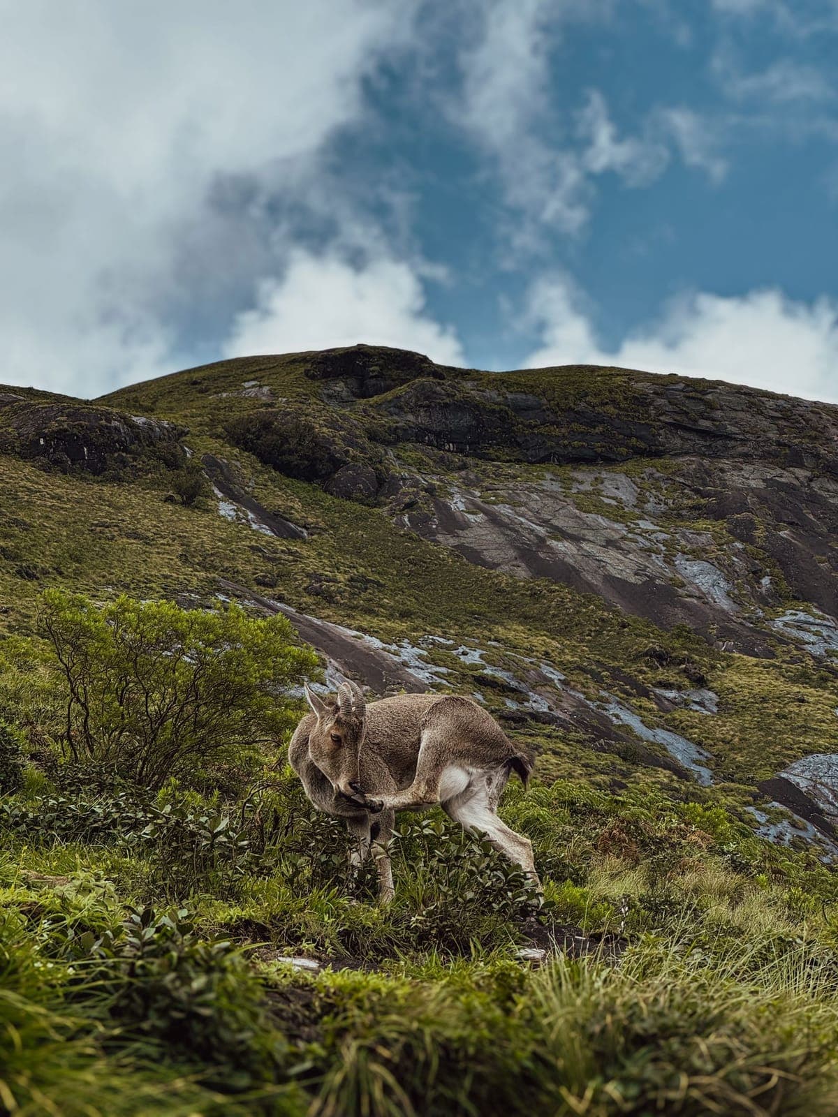Eravikulam National Park