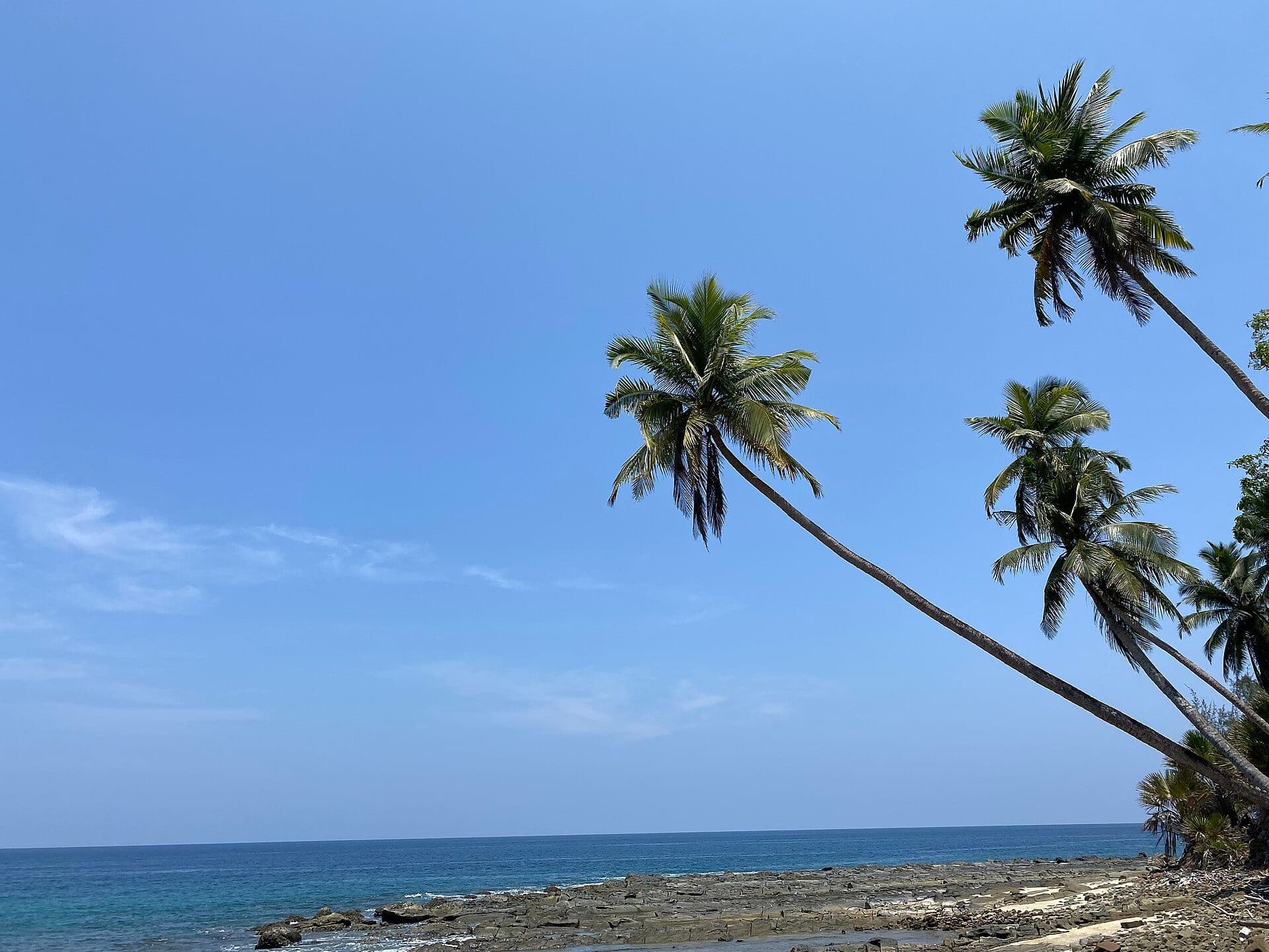 Coconut palms on Ross Island, Port Blair