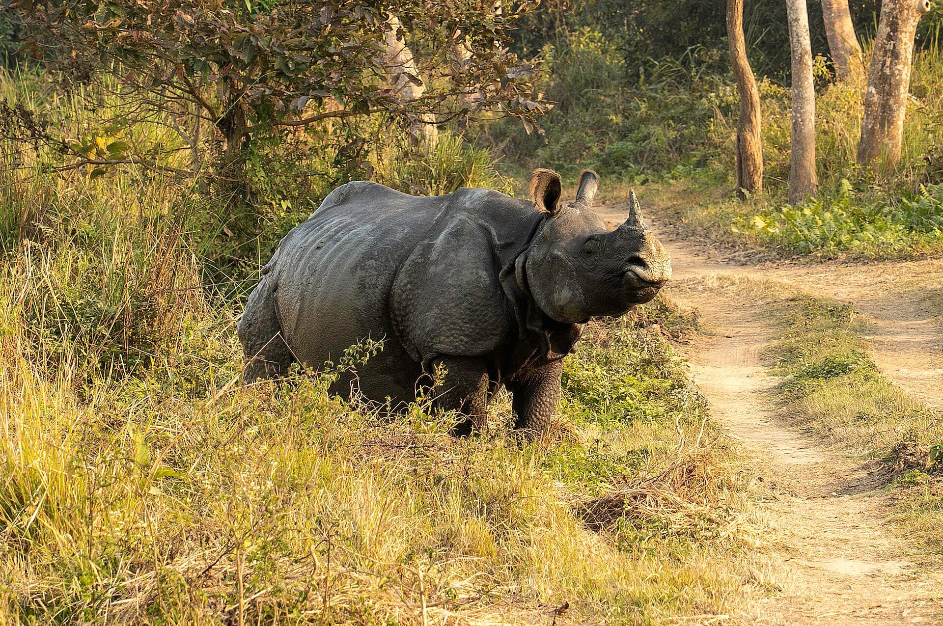 One-horned rhino in Kaziranga National Park