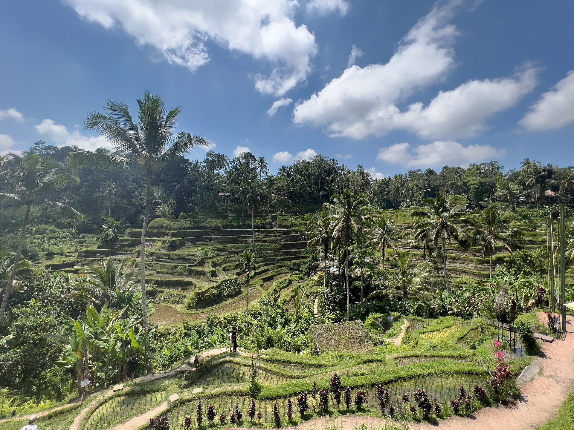 Tegallalang rice terraces, Ubud
