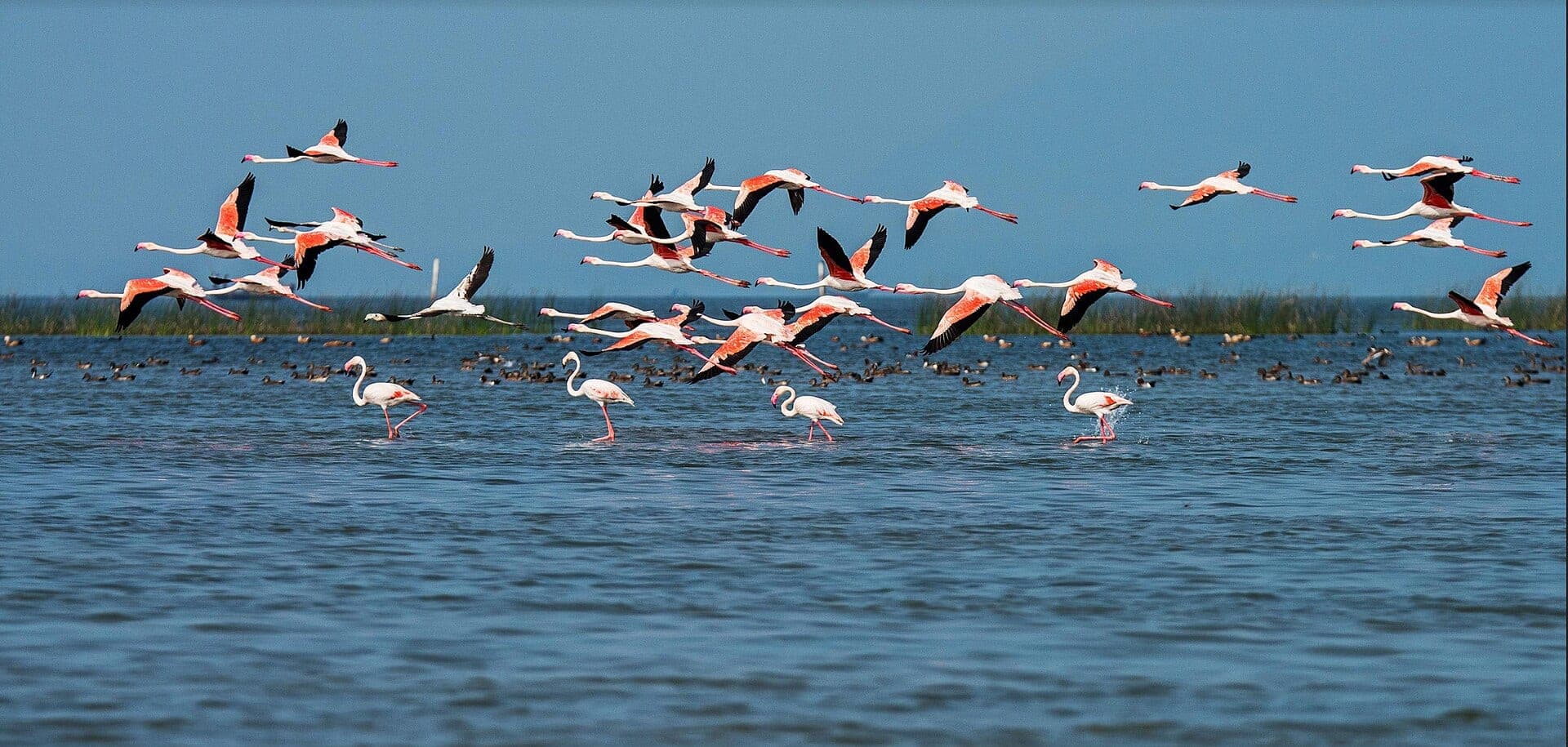 Flamingos on Chilika Lake