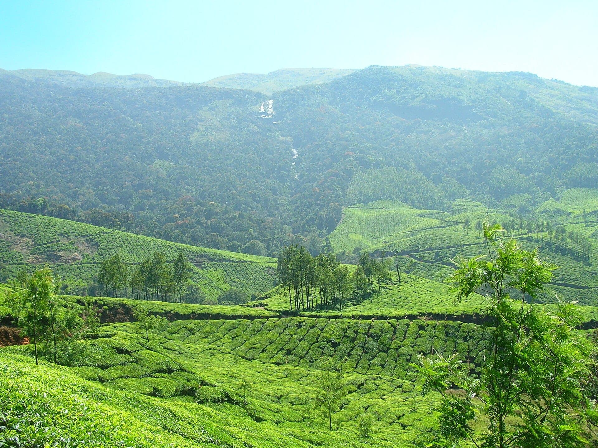 Tea plantations of Munnar
