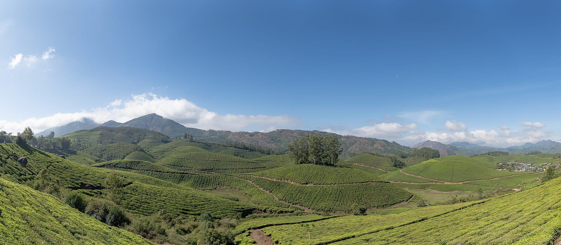 Tea plantations of Munnar