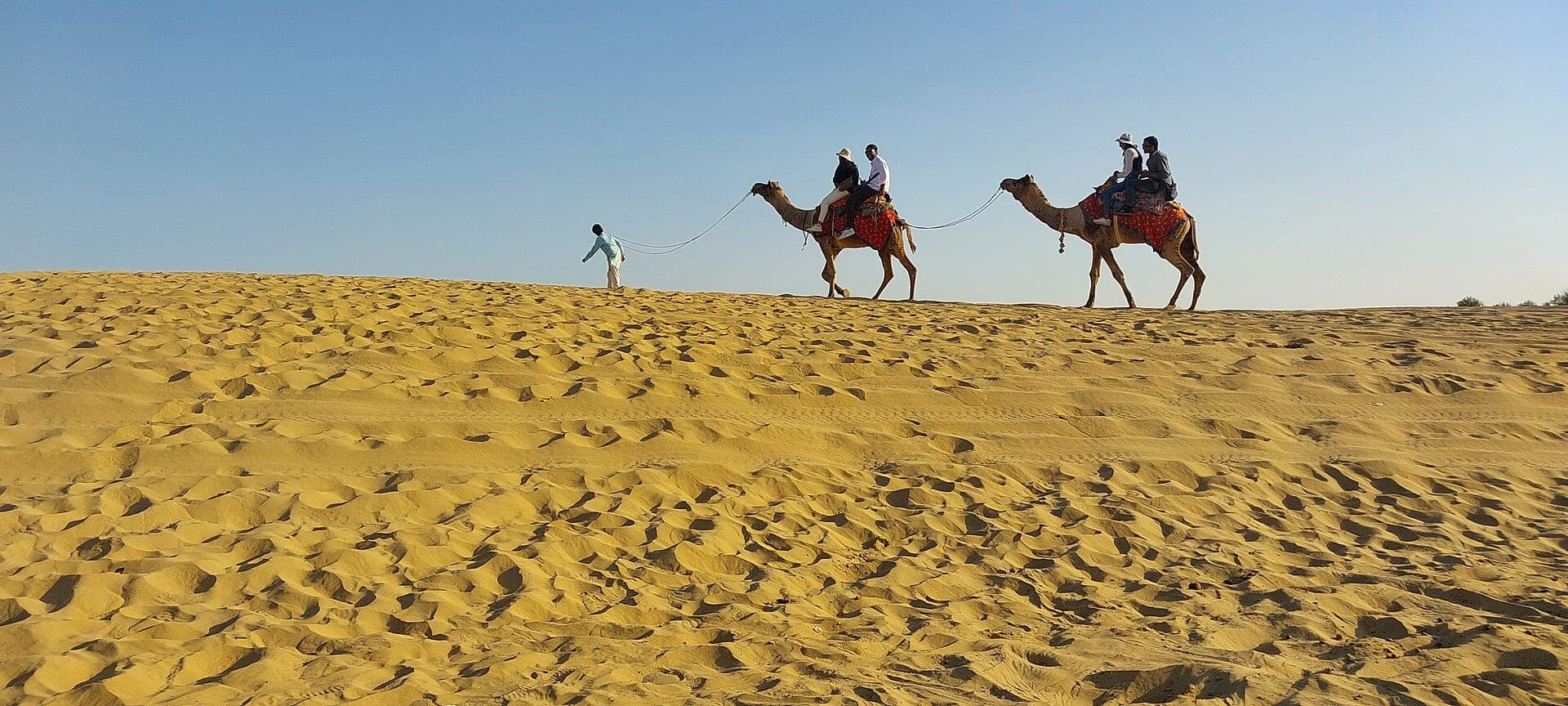 Camels on the Thar desert dunes