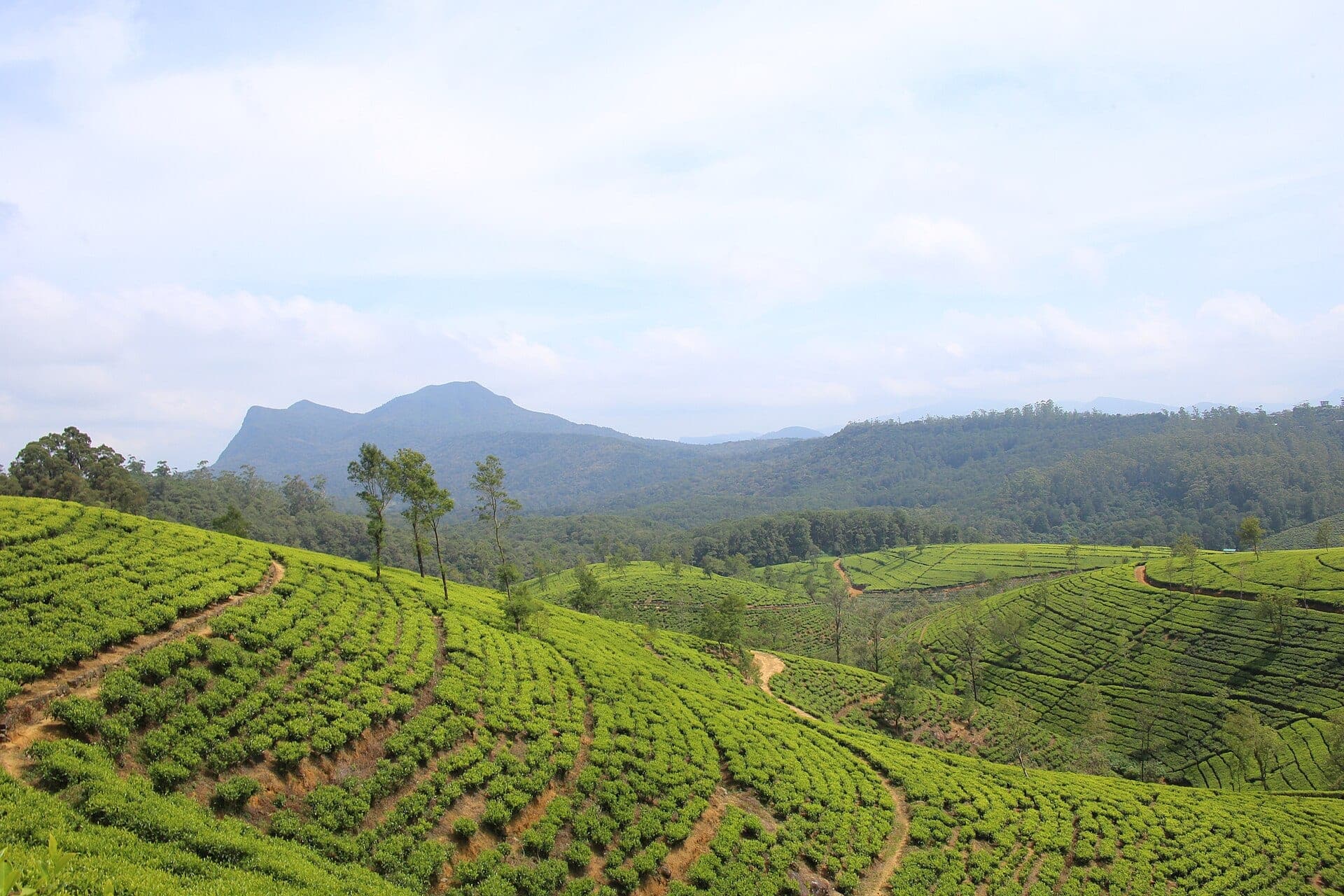 Tea estates of Nuwara Eliya